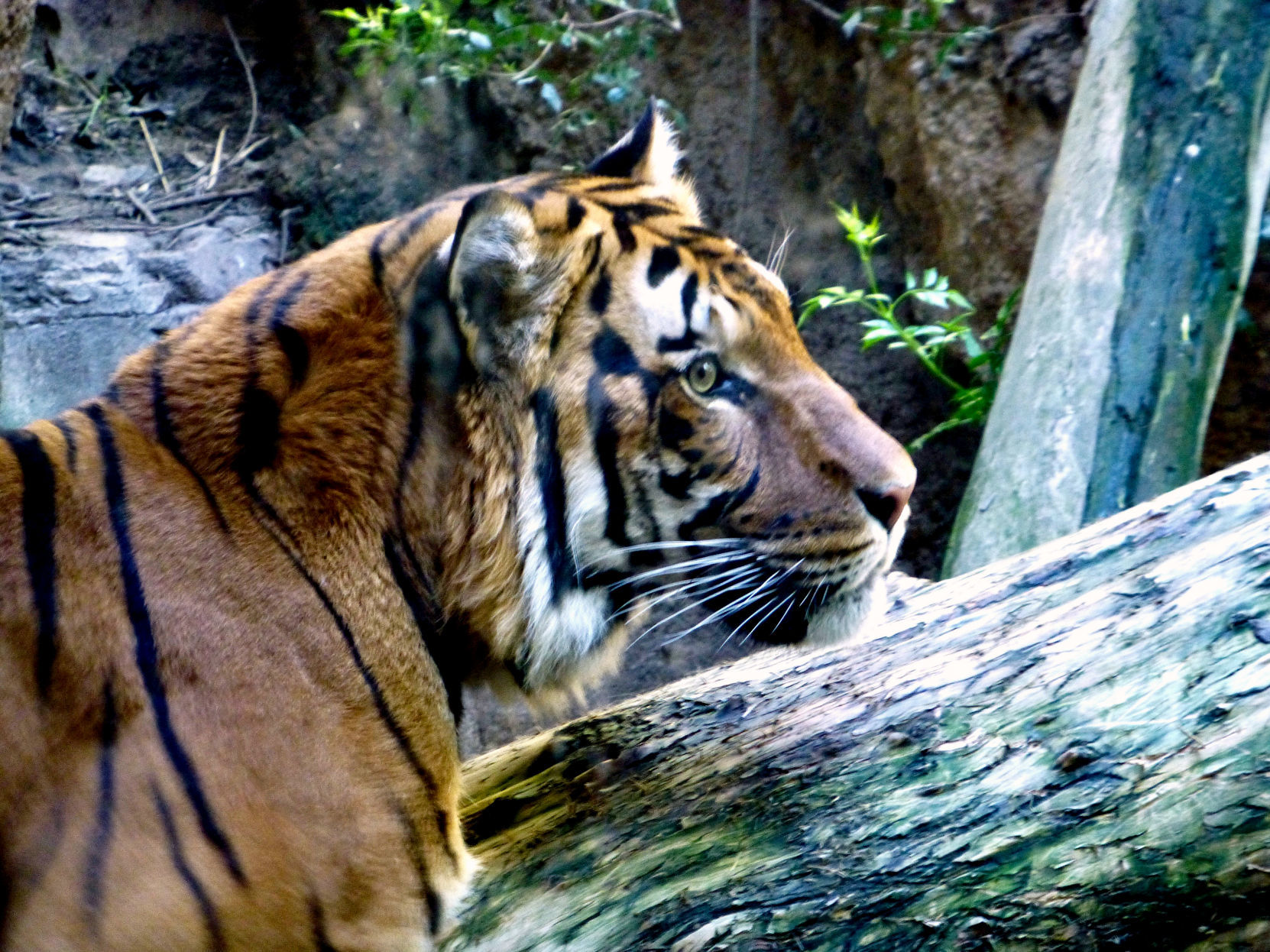 tiger, San Diego Zoo